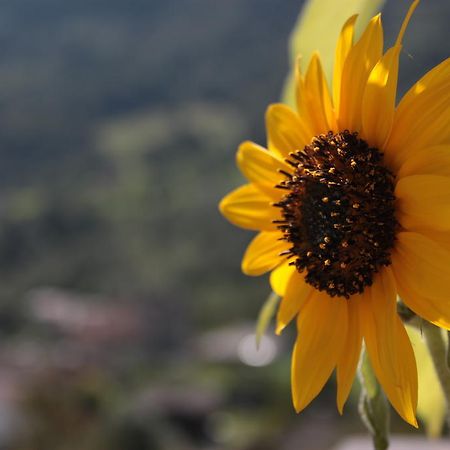 Il Girasole Apartment Baceno Exterior foto