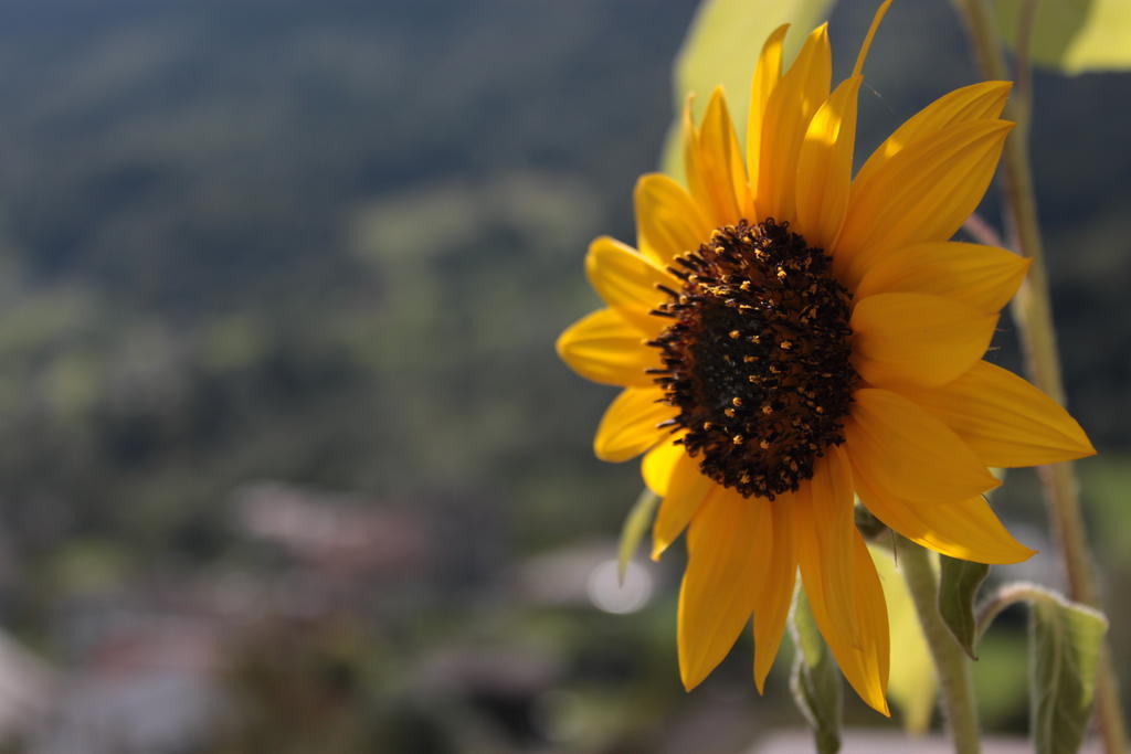 Il Girasole Apartment Baceno Exterior foto